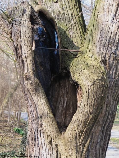 Datei:StyphJap Sta R Zent 120315 26.jpg