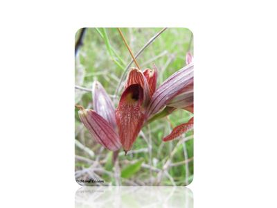 Wiki Gefährdete Pflanzen.jpg