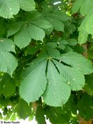 Blattminen auf der Wildform in Ohrid