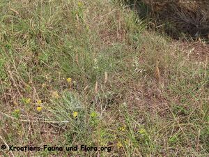 Allium tenuiflorum Vir 230704 4136.JPG