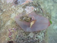 Sie tarnt sich mit kleinen Steinchen, Vir 06/2014