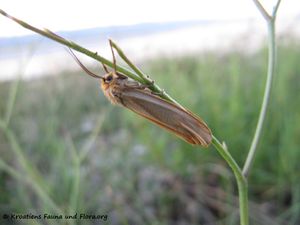 EilemaPygme Vir 130514 1734.jpg