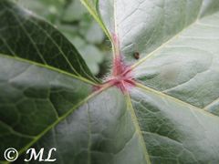 Roter Fleck und Haare, Zagreb 11/2013