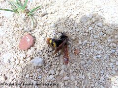 ♂ Otok Vir 06/2020