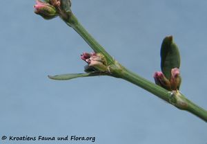 PoygAren Blü1 Vir 160927 9338.jpg