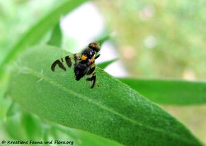 Rhagoletis cerasi Linné, 1758 WFlo 150524 0891 d.jpg