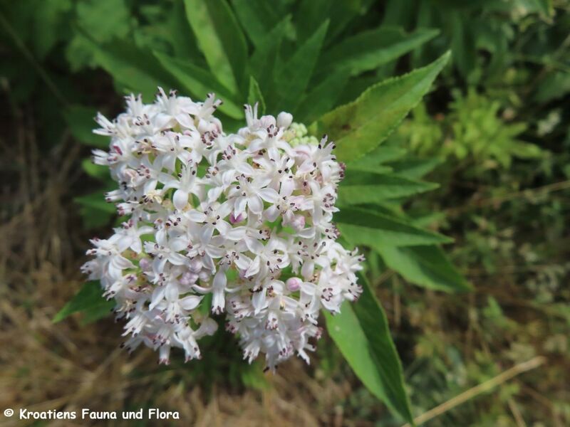 Datei:Sambucus ebulus Linné, 1753 Vrana 230728 4292.JPG