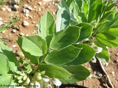 Sveti Petar na moru 03/2018