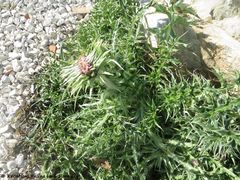 CardNu Verbä Vir 180213 10737.jpg