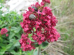 CentRub Vir Öko 150503 0435.jpg