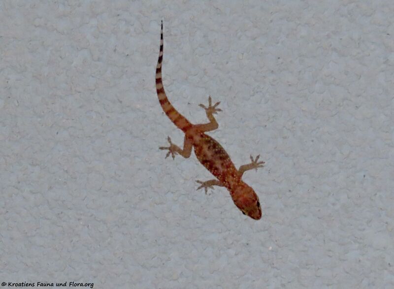 Datei:Hemidactylus turcicus Linné, 1758 Vir 201105 1589 d.jpg