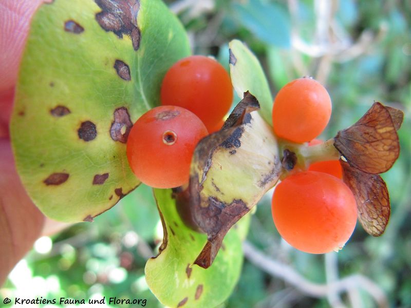 Datei:Loni cap Fru4 Vir 131001 4546.jpg