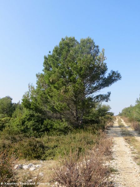 Datei:Pinus halepensis Miller 1767 Vir 170316 5876.jpg