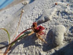 Die Kapsel springt auf, Vir 05/2013