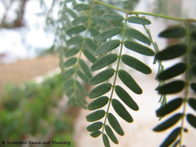 Datei:CaesaGilles Vir 120903 1767.jpg