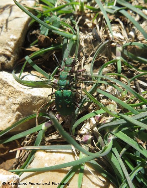 Datei:Cicindela campestris Linné, 1758 Vir 180408 11884.JPG