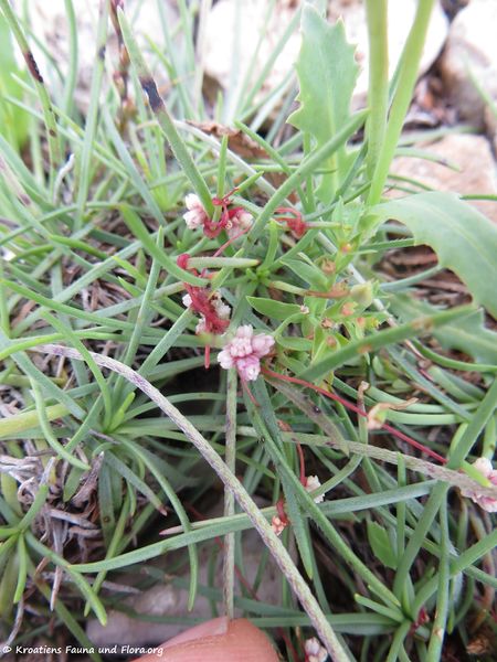 Datei:Cuscuta epithymum (L.) Linné, 1774 Vir 180515 13612.jpg