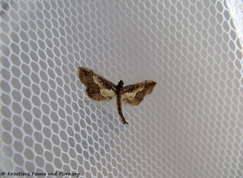 Datei:Hydriris ornatalis Duponchel, 1832 Vir 181115 15673 k.jpg