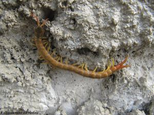 ScolDalm Vir 100924 01.jpg