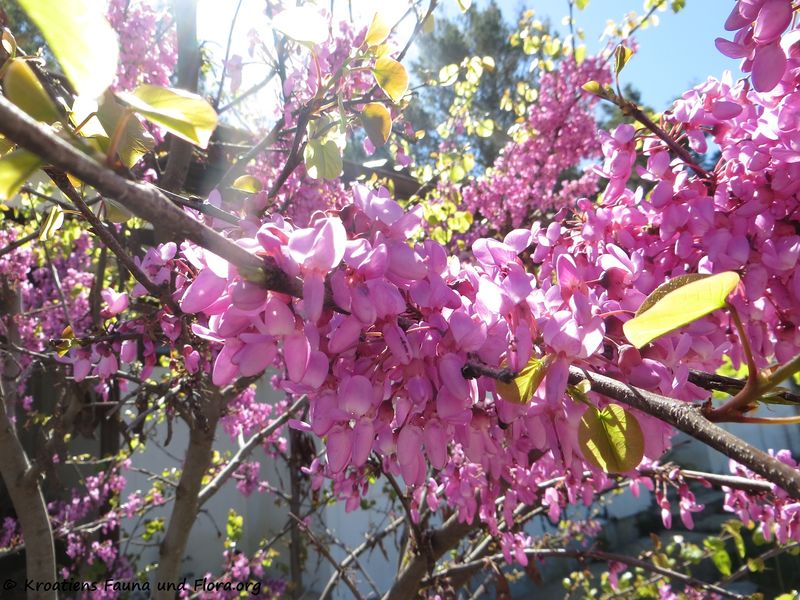 Datei:Cercis siliquastrum Linné, 1753 ZračZat 180421 12383.jpg