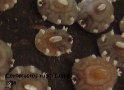 Adulte auf einem Ast von Auf Ficus carica Linné, 1753 - Echte Feige, obična smokva, Vir 09/2011