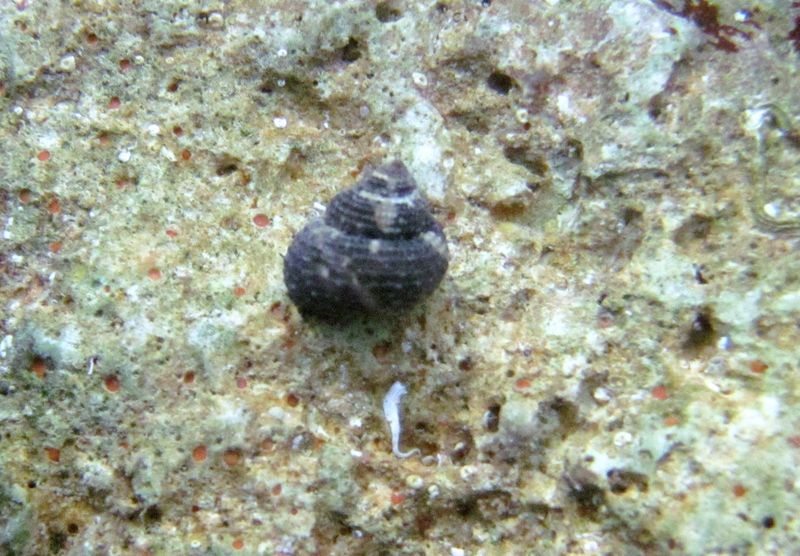 Datei:ClanCru Vir 140626 4345 und Clione.jpg