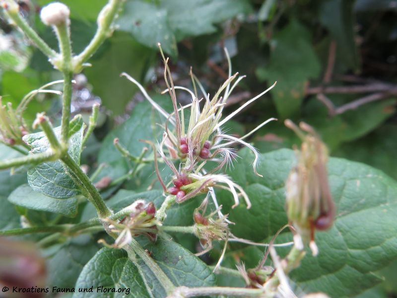 Datei:Clematis vitalba Linné, 1753 Lun 180913 14693.jpg