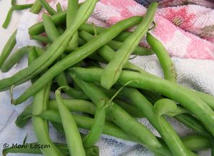 Phaselous vulgaris Linné, 1758 150911 1942 k.jpg