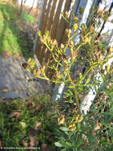 Datei:RutaGrav Fru1 TH 111121 10.jpg