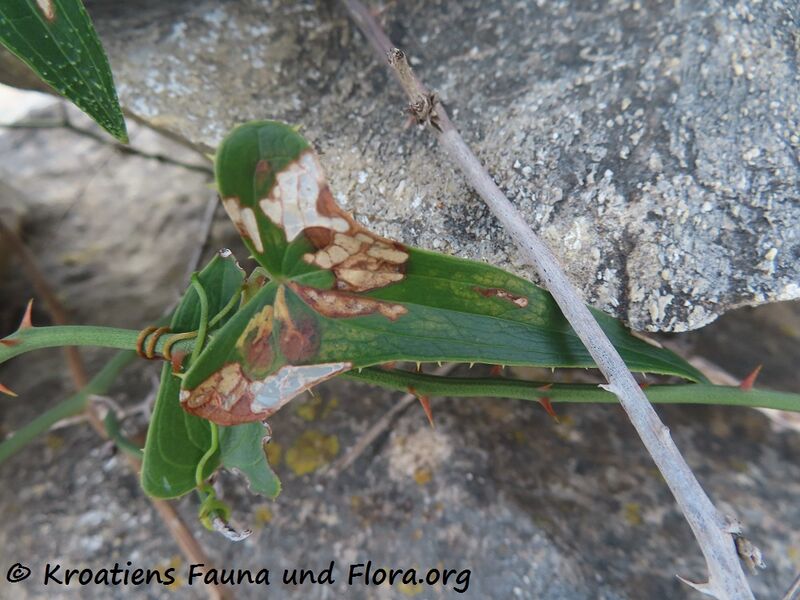 Datei:Smilax aspera Linné, 1753 Vir 230609 3637.JPG