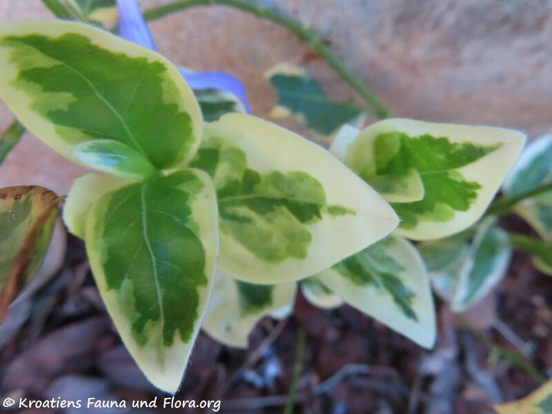 Datei:Vinca minor Linné, 1753 Zad 210326 1865.JPG
