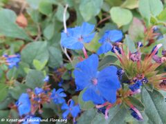 Blütenstand, Zaton 08/2022