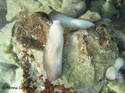 Chondrosia reniformis Nardo, 1847 - Nierenschwamm, Fundort: Vir 09/2012, Meerestier