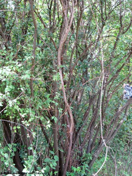 Datei:ClematVita Nieder 120816 1343.jpg