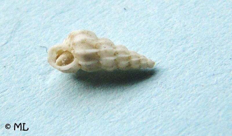 Datei:Epitonium clathrus Linné, 1758, Vir 110627 02.jpg