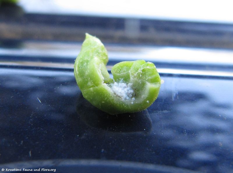 Datei:Pemphigus spirothecae Passerini, 1860 Nin 120531 803 d.jpg