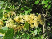 Raue Stechwinde, crvena tetivka. Fundort: Vir 10/2013, Heilpflanze