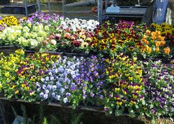 Stiefmütterchen in allen Farben