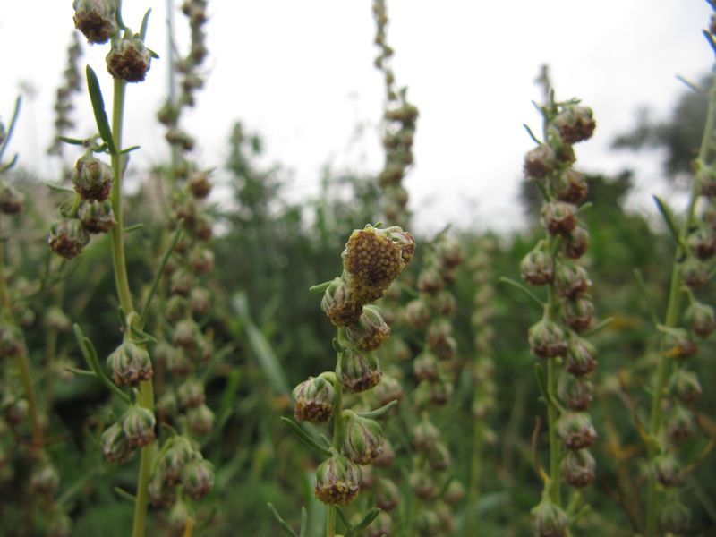 Datei:Artemisia alba Turra, 1764 SeNe 141016 6152.jpg
