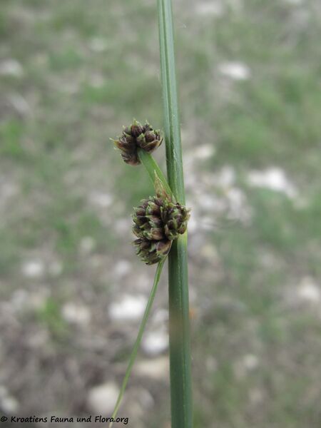 Datei:BLü3 ScirpoidesHolo Vir 140412 2086.jpg