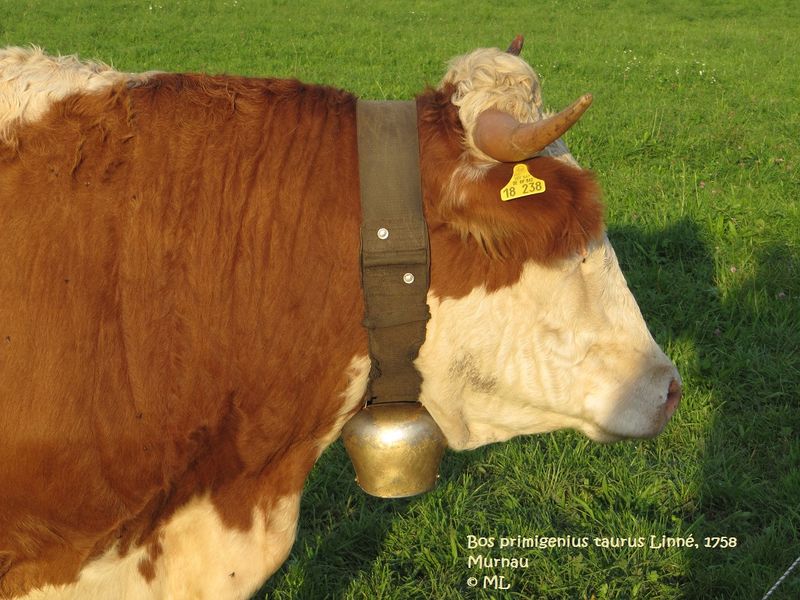 Datei:Bos primigenius taurus Linné, 1758, Murnau 110925 197.jpg