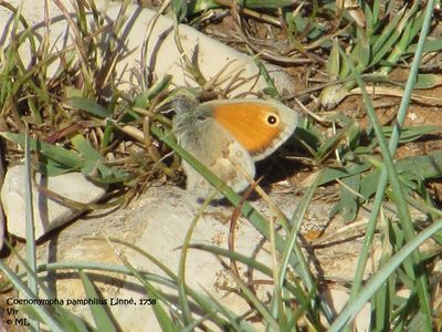 CoenPam Vir 120519 188.jpg