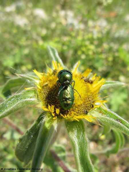 Datei:Cryptocephalus hypochaeridis Linné, 1758 Vir 120529 677.jpg