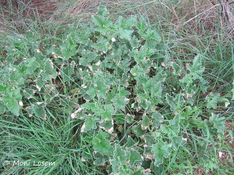 Datei:HenoElat Zad 151006 2145.jpg