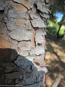 Schuppige Rinde, oft sind an einem Baum beide Formen zu finden, Vir 09/2011