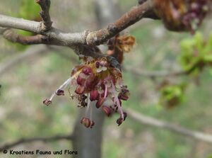 UlmMin Blü 3 Pola 190311 0321 D.JPG