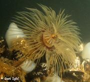 Sabella spallanzanii Viviani, 1805 – Schraubensabelle, kožasti perjaničar. Fundort: Novigradsko More 06/2021, © Đani Iglić. Meerestier