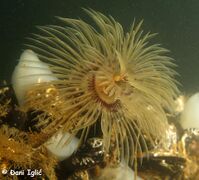 210626 Sabelle 7.jpg