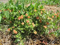 Auf einem antransportieren Erdhügel, Vir 04/2015