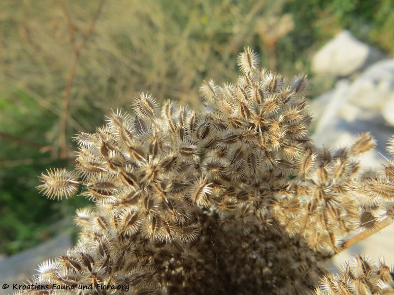 Datei:Daucus carota ssp mari Vir 181020 15424.jpg